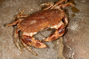 Mediterranean Marine Life Drucke: Edible crab