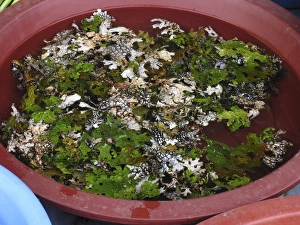 Drucke von Essbares Moos. Ein Wasserbecher mit Lungwurz (Lobaria pulmonaria). Dieses essbare Moos wird im chinesischen und der traditionellen Medizin verwendet Bilder Datiert 2007 März: Essbares Moosleberkegel
