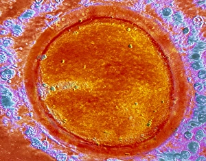 Fertilization Process Drucke: Egg fertilisation