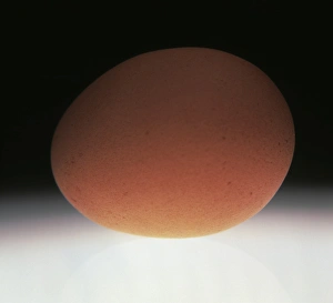 Egg Nutrition Facts Drucke: Egg