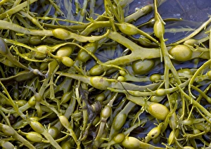 Drucke von Rissige Meersalve (Ascophyllum nodosum) im geschützten See Loch Duich Nordwestschottland bei niedrigem Wasserstand Bilder Datiert 2006 Mai: Meeresgras Eiernacken