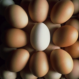 Egg Nutrition Facts Drucke: Eggs