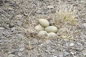 Svalbard Wildlife Photos Drucke: Eider eggs C016 / 3970