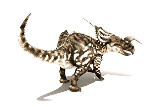 Horned Herbivorous Dinosaurs Drucke: Einiosaurus dinosaur, artwork