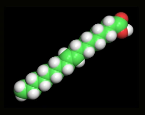 Heart Disease Risk Factors Drucke: Elaidic acid, computer model