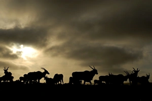 De Hoop Nature Reserve Drucke: Eland antelope herd