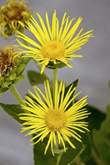 Elecampane Flower Drucke: Elecampane (inula helenium)