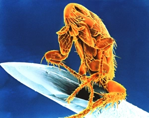 Coloured Scanning Electron Microscopy Drucke: Electron micrograph of cat flea on syringe needle