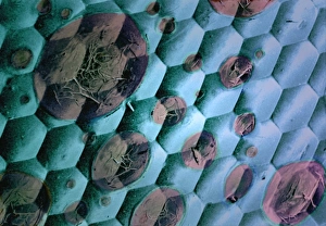 Compound Eye SEM Drucke: Electron microscopy water artefact, SEM C018 / 0557