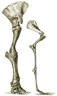 Drucke von Ein Elefant und ein Kamelbein. Historische Kunst des Knochens der Vorderpfote eines afrikanischen Elefanten (links) und einem Kamel (rechts) Bilder Datiert 2007 Januar: Rinder- und Kamelmuschelknochen Kunstwerk