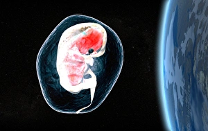 Drucke von Menschliches Embryo über der Erde im Amnion, als künstlerisches Computerbildwerk. Ein Embryo ist ein befruchteter menschlicher Ei weniger als 8 Wochen alt Bilder Datiert 2005 Januar: Innenraum im Weltraum