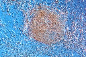 Light Microscopy Images Drucke: Embryoid bodies, light micrograph