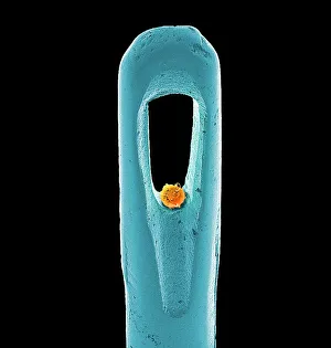 Embryonale Stammzellen und Nadel, SEM