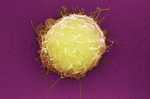 Bilder vom 7. Juli 2006: Embryonales Stammzellen-Cell (SEM)
