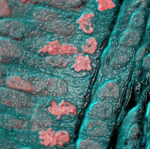 Confocal Microscopy Images Drucke: Embryonic stem cells