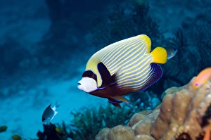 Andaman Sea Fish Drucke: Emperor angelfish
