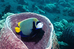 Indonesian Marine Life Drucke: Emperor angelfish in sponge