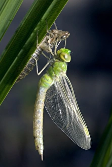 Drucke von Der Kaiser-Käferflieger (Anax imperator) ragt aus seinem Schalenpanzer heraus. Der After hängt noch immer herunter, da er nicht vollständig aufgeblasen wurde Bilder Datiert 2006 Oktober: Kaiserlibelle