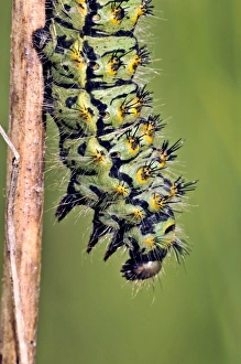 Insect Metamorphosis Images Drucke: Emperor Moth larva