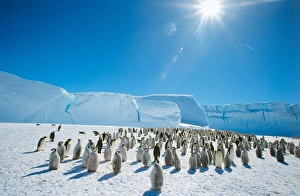 Penguin Photography Drucke: Emperor penguins