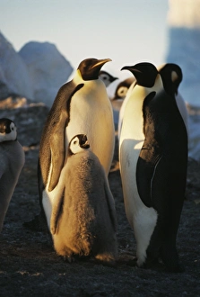 Emperor Penguin Chicks Drucke: Emperor penguins with chick
