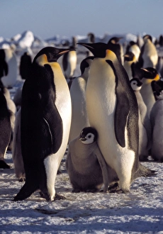 Drucke von Kaiserpinguine (Aptenodytes forsteri) mit ihren drei-monatigen Jungvögeln (graubraun). Die Erwachsenen füttern sie durch Würgen von Fisch Bilder Datiert 2003 November: Kaiserpinguine und Jungtiere