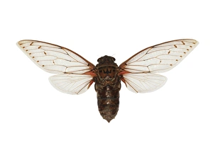 Borneo Wildlife Photos Drucke: Empress cicada