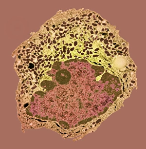 Coloured TEM Images Drucke: Endocrine cell, TEM