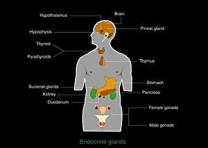 Drucke von Endokrin System. Computerartwork zur Darstellung der Standorte von Hormonproduktionsdrüsen (Endokrine Drüsen) im menschlichen Körper Bilder Datiert 2011 März: Hormonales System, Kunstwerk