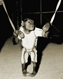Bilder Datiert 2010 Oktober: Enos der Astrochimpanse
