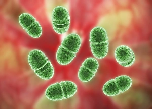 Drucke von Enterococcus faecalis. Computerartwork von Enterococcus faecalis Bakterien (früher als Streptococcus faecalis bekannt). Das Bakterium teilt sich durch binäre Zellteilung. E Bilder Datiert 2010 September: Enterokokus faecalis, Bakterien, Kunstwerk