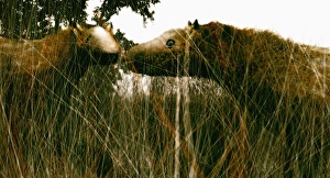 Drucke von Eohippus: Eine künstlerische Darstellung des ausgestorbenen Pferdes Eohippus, auch bekannt als Hyracotherium Bilder Datiert 2006 Februar: Eohippus