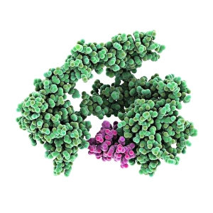 Molecular Biology Images Drucke: Epidermal growth factor molecule C015 / 5924