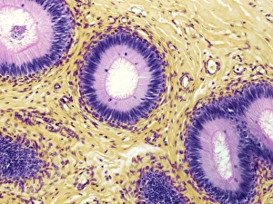 Epididymis, Lichtmikroskop