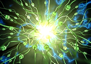Drucke von Epilepsie. Konzeptuelle Computerkunst einer Gehirnzellzeichnung während eines Epileptikummers. Neuronen (Nervenzellen) sind grün Bilder Datiert 2007 Februar: Epilepsy