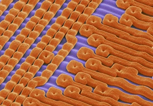 Bilder Datiert 2002 März: EPROM Silizium-Chip, SEM