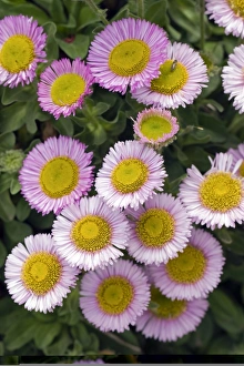 Summer Flowers UK Drucke: Erigeron glaucus Elstead Pink