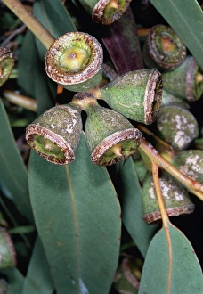 Drucke von Zyganum eucalyptifolium, Blüten und Früchte von Eukalyptus-globulose Bilder Datiert 2004 Juli: Eukalyptusbalsambaum