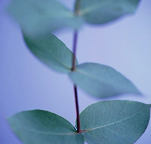 Medicinal Herbs Images Drucke: Eucalytpus leaves