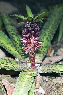 Succulent Flowers Drucke: Eucomis vandermerwe