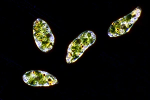 Euglenaprotozoen im Lichtmikroskop