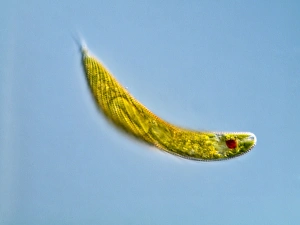 Drucke von Euglena protozoan. Differential interferenzkontrast-Mikrographie des Flagellatenprotozoans Euglena spirogyra Bilder Datiert 2009 November: Euglenazyste Protozoan, Lichtmikroskop