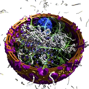 Cell Nucleus Structure Drucke: Eukaryotic cell nucleus, artwork