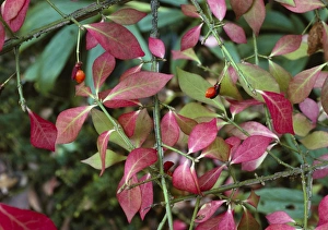 Coloured Leaves Drucke: Euonymus alatus