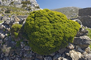 Spiny Succulent Plants Drucke: Euphorbia acanthothamnos
