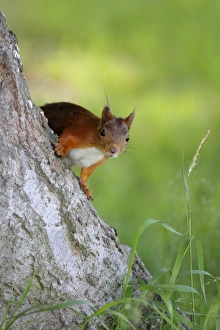 Swedish Wildlife Images Drucke: Eurasian red squirrel