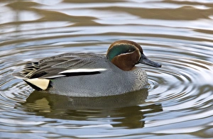 Common Teal Duck Drucke: Eurasian teal