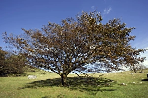 Autumn Foliage Photos Drucke: European beech tree