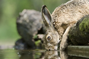 Grassland Wildlife Photos Drucke: European hare drinking
