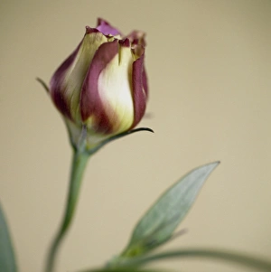 Cut Flower Arrangements Drucke: Eustoma Kyoto